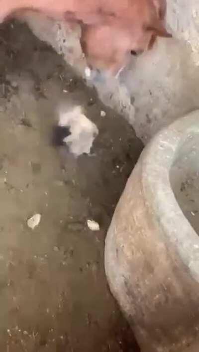 WCGW hanging out in a horse stable?