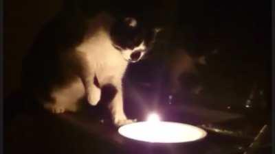 Ran out of light and my cat is an asshole