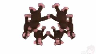 Círculo do macaco fds.