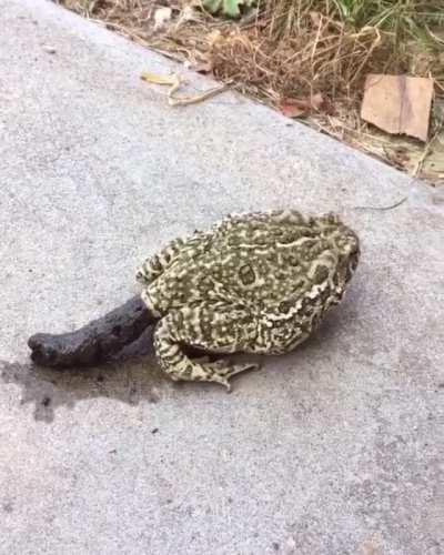 Toad champions its own digestive system