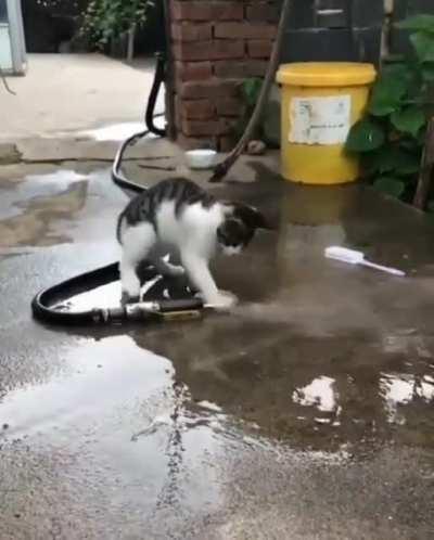 Cat vs Water