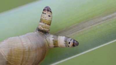 A snail infected by the parasitic worm called Leucochloridium paradoxum. Click at your own risk!