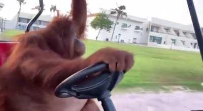 Apes driving around their private golf courts after MOASS 🏌️‍♂️ 🚀