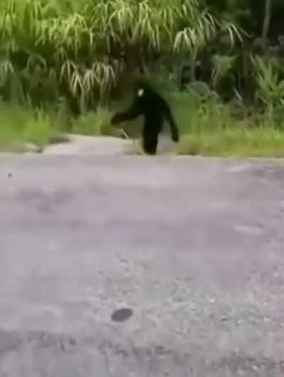 If I was a little drunk and saw this coming towards me I would think I saw an ET.