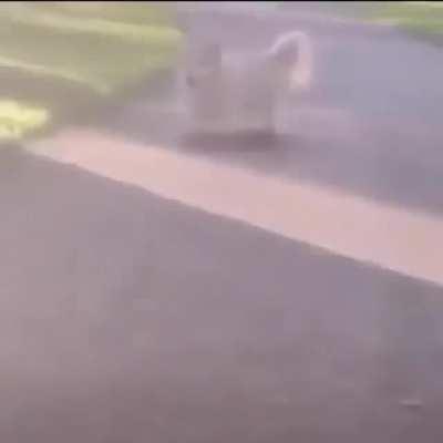 Todos yendo a ver el stream de Timi