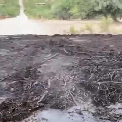 It Comes For You. (Charred debris from wildfire making its way along flash flooding outside Tucson, Arizona)