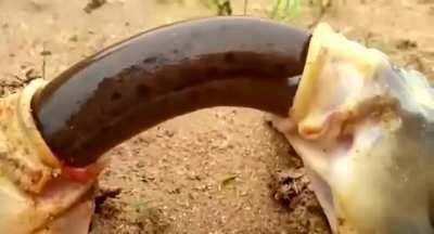 What the fuck is with these fish