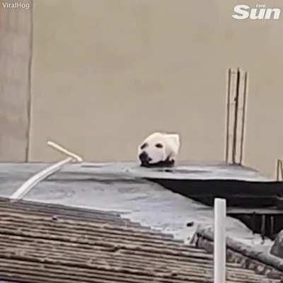 When r/WhatsWrongWithYourdog and r/Unexpected collide...