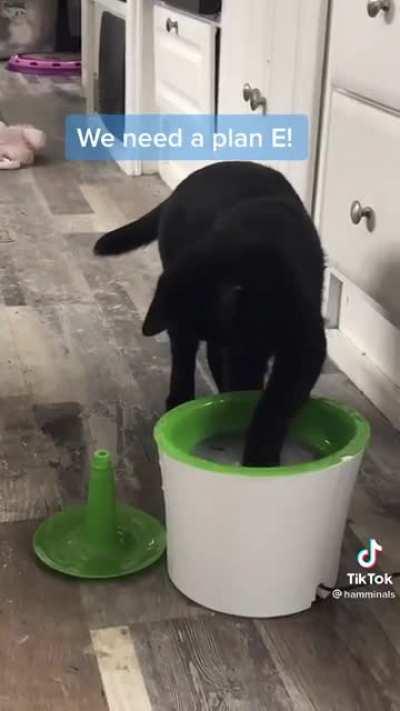 You think this stupid machine can beat me? Think again hooman | Cre: @hamminals - TikTok