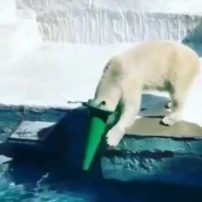 The polar bear has achieved weevil status