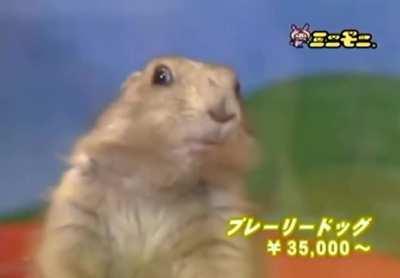 Dramatic Chipmunk HD