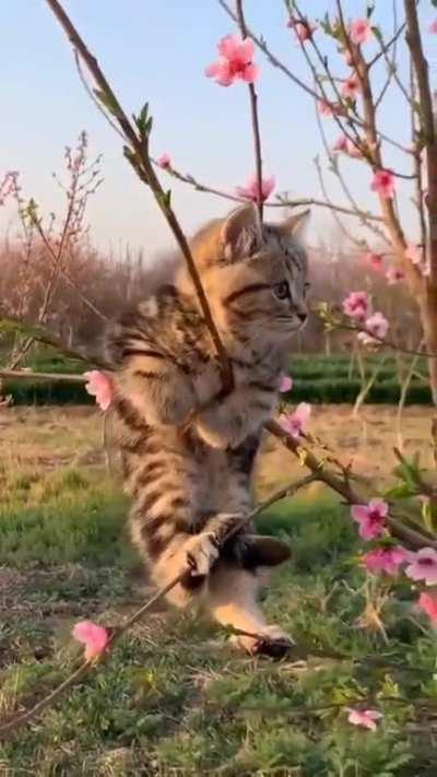 Cherry Blossom season is Purrrfect this year.