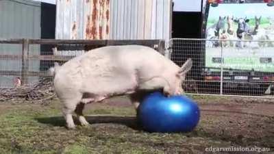 Ball! :D ... Ball :'(