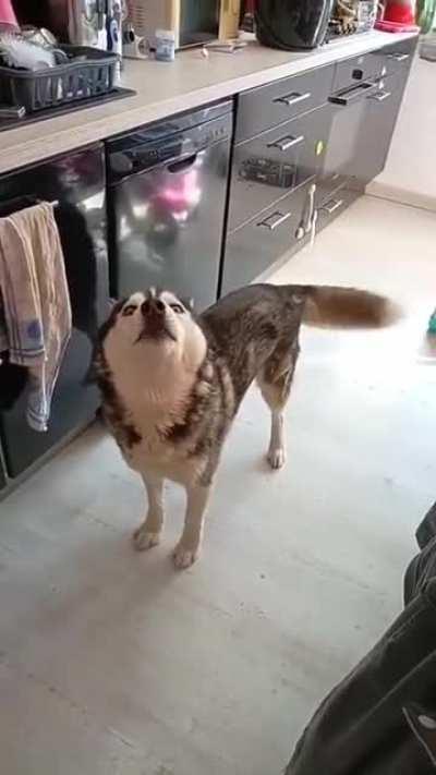 To argue with a husky