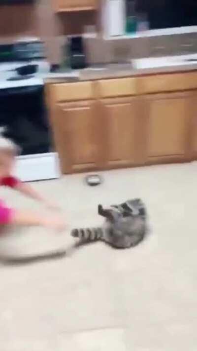 Bowling for trashpanda