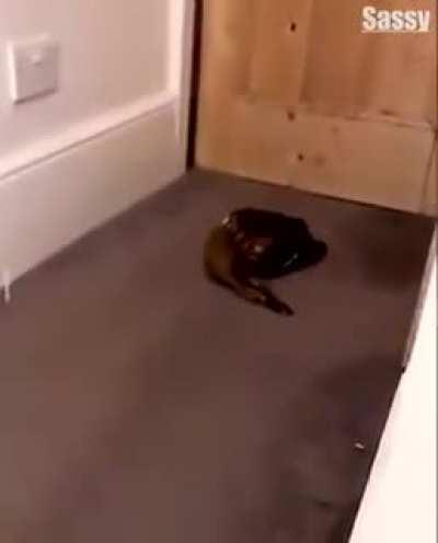 Rare footage of Jimmy “Slippers” Bianchi being interrogated over the disappearance of Anthony “Tony Ducks” Corallo