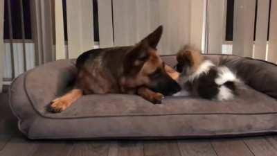 My German Shepherd when she first got her Pomeranian