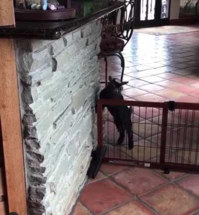 Parkour goats. Need a taller gate.