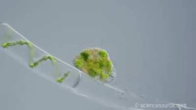 Thanks, I hate Amoebas.