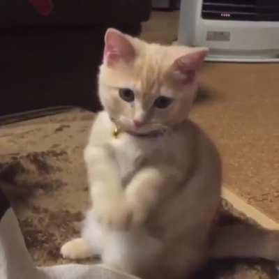 Hooman give pets pleaseeee!