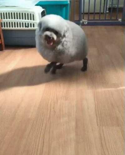 a cute lump of happiness