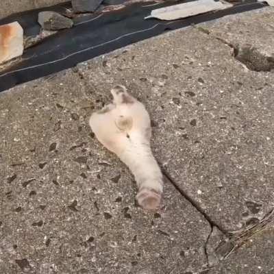 У самурая нет цели, только путь...