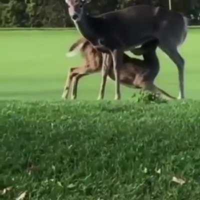 WCGW When you decide to watch a short golf clip.