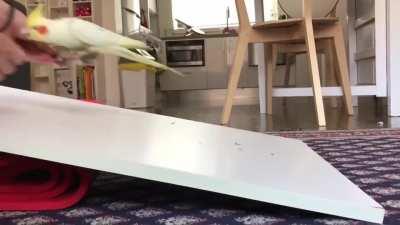 Our foster chicken is a SK8ER BOI