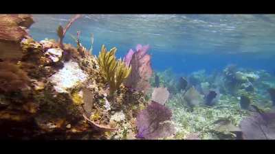 Cruising the colorful shore reef, Playa Corona to Sky Reef, Cozumel. GoPro 7 Black