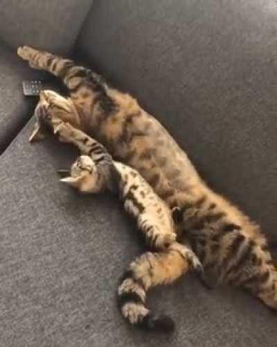 JuvEnIle CanNiBal GnAwS On His MoTher'S BodY PaRt