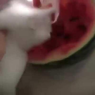 Daily meme day 28/69