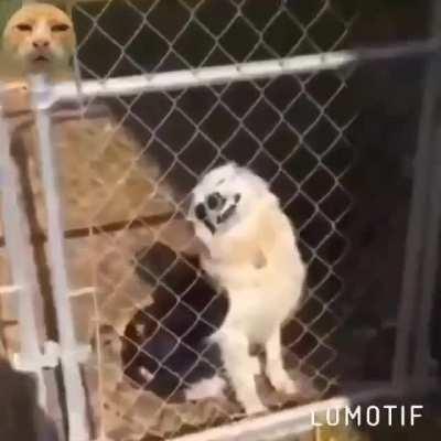 Save this video for your life