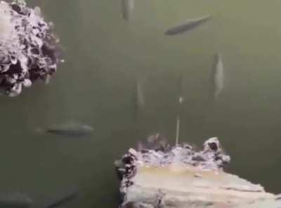 Watch those wrist rockets 🗣️🗣️🗣️