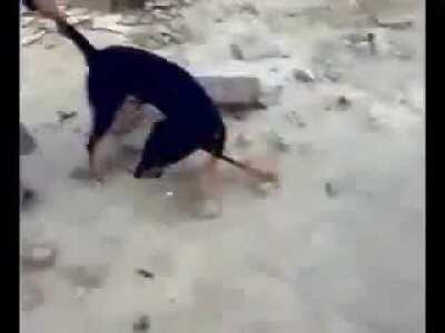 Dog thrown off of roof.