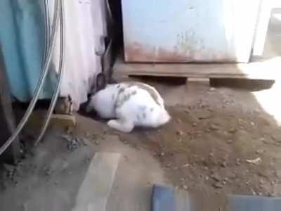 Cruel rabbit buries kitten alive