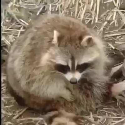 Posting random videos from my phone until I buy a new home button - day 43