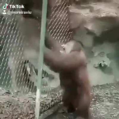 JUKES vs MUFINHA ,jukes tava certo😳