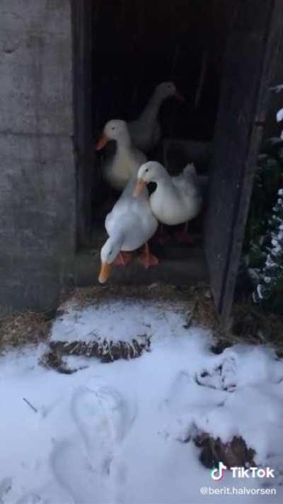Ducks see snow for the first time