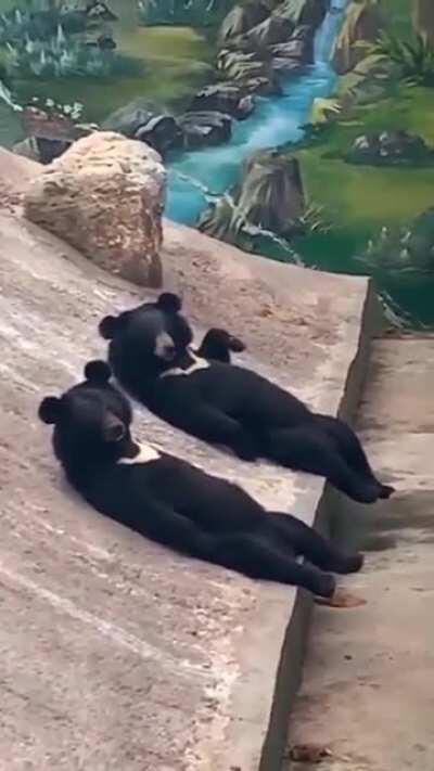 The chillest bears