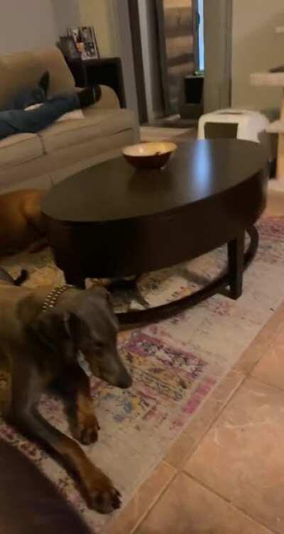 Tiny cat tries to sneak up on big Doberman