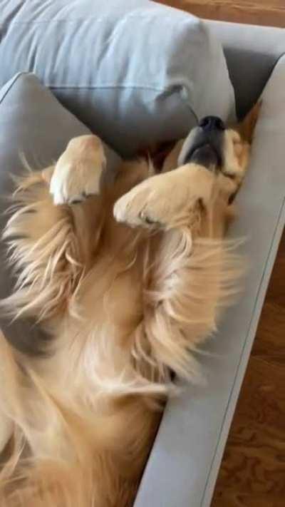 This is total Canine Bliss...