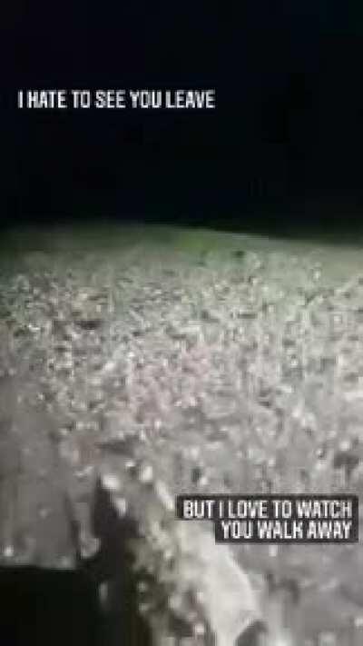 Met a toady last night. He was round and it was a fleeting romance.