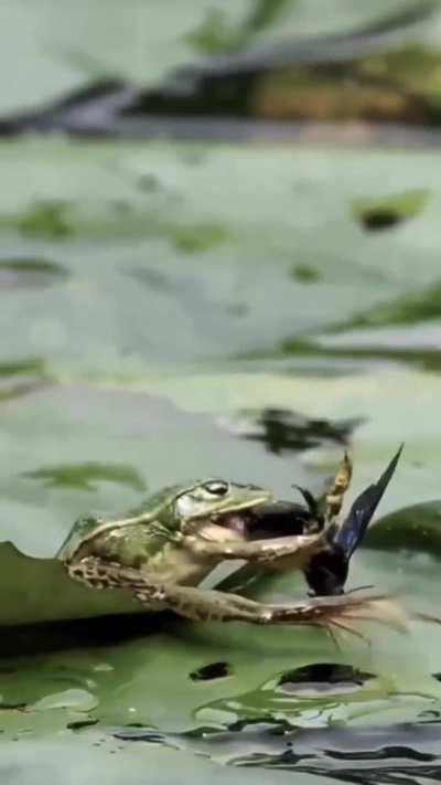 The chaos keeps going