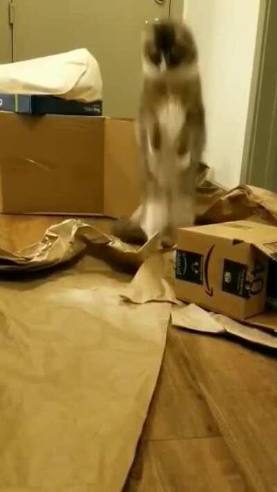 Samson does a big pounce!