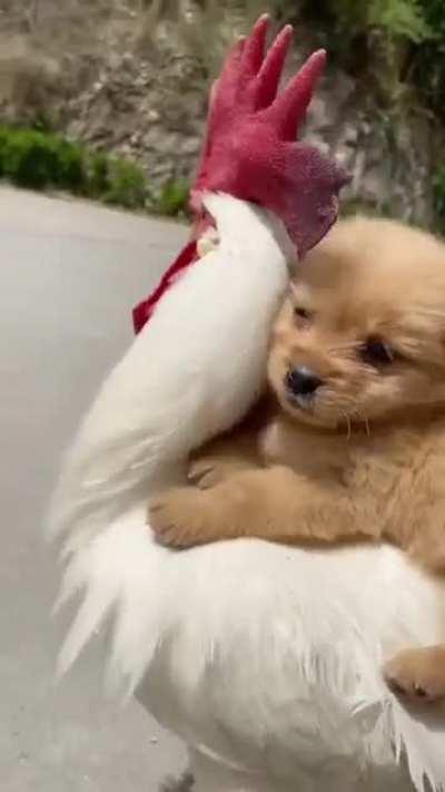 puppy riding chicken