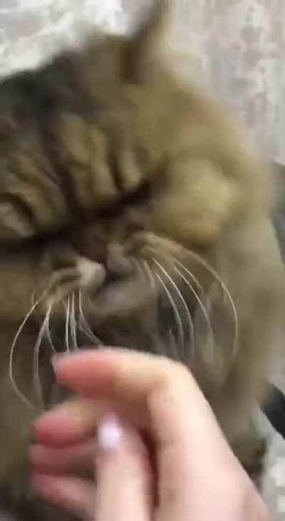 let’s smooth out your matted fur