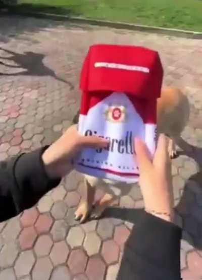 Its like catnip but for dogs