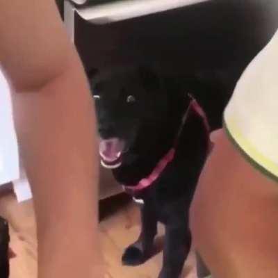 The dog’s face!! Bell of SHOCK