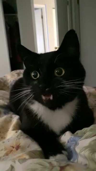 Our morning routine…I think he realized we weren’t taking him seriously at the end