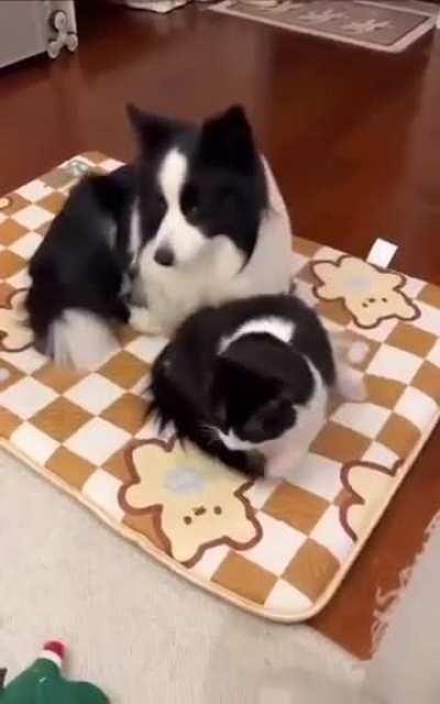 Best Brother from Another Mother